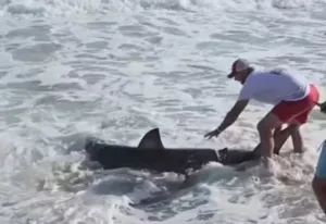 brasileiro-filma-pescador-em-nantucket-liberando-tubarao-branco-de-2-metros-de-volta-ao-oceano
