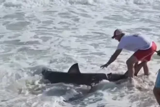 brasileiro-filma-pescador-em-nantucket-liberando-tubarao-branco-de-2-metros-de-volta-ao-oceano