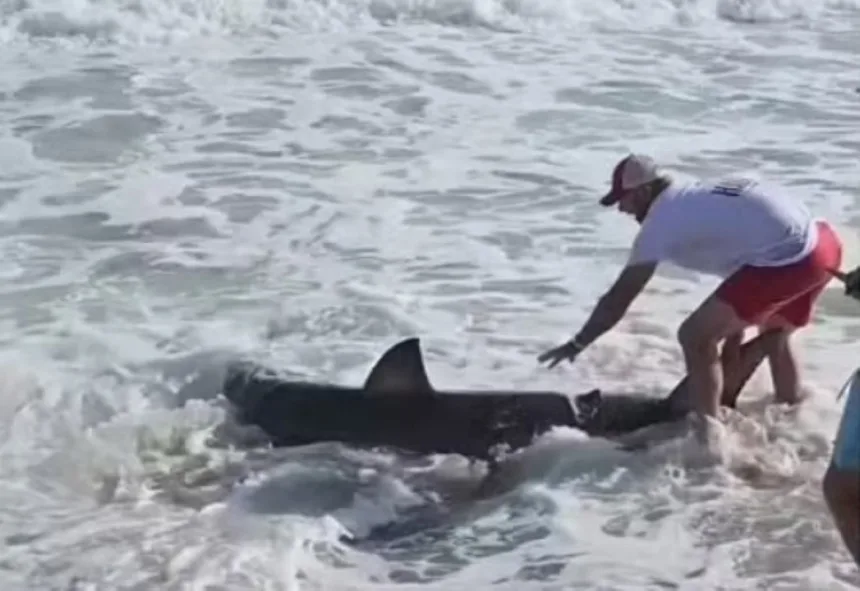 brasileiro-filma-pescador-em-nantucket-liberando-tubarao-branco-de-2-metros-de-volta-ao-oceano