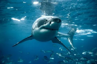 mulher-fica-em-estado-critico-apos-ataque-de-tubarao-em-praia-iconica-de-sydney