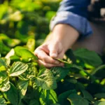 Super El Niño no Brasil impactando a agricultura