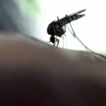 Novo caso de febre amarela em Lagoinha