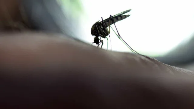 Novo caso de febre amarela em Lagoinha