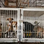 Resgate de animais vítimas de maus-tratos em pet shop de Goiânia