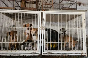 Resgate de animais vítimas de maus-tratos em pet shop de Goiânia