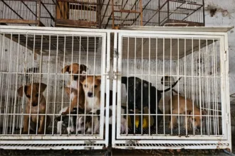 Resgate de animais vítimas de maus-tratos em pet shop de Goiânia