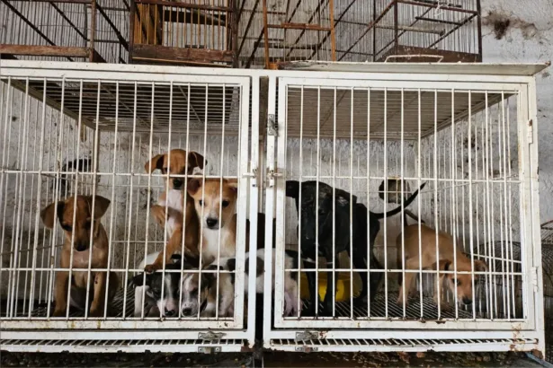 Resgate de animais vítimas de maus-tratos em pet shop de Goiânia