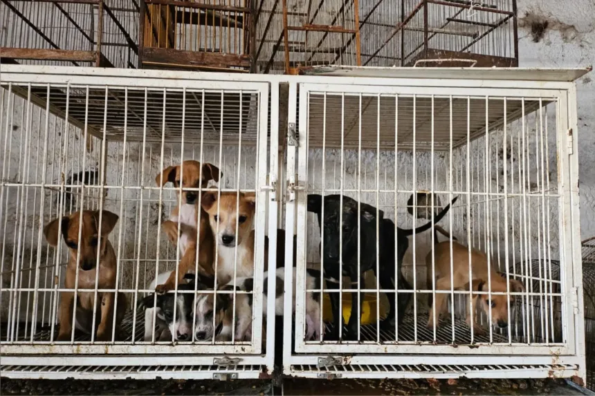 Resgate de animais vítimas de maus-tratos em pet shop de Goiânia