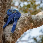 Tráfico de animais silvestres no Brasil