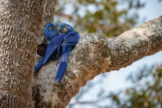 Tráfico de animais silvestres no Brasil