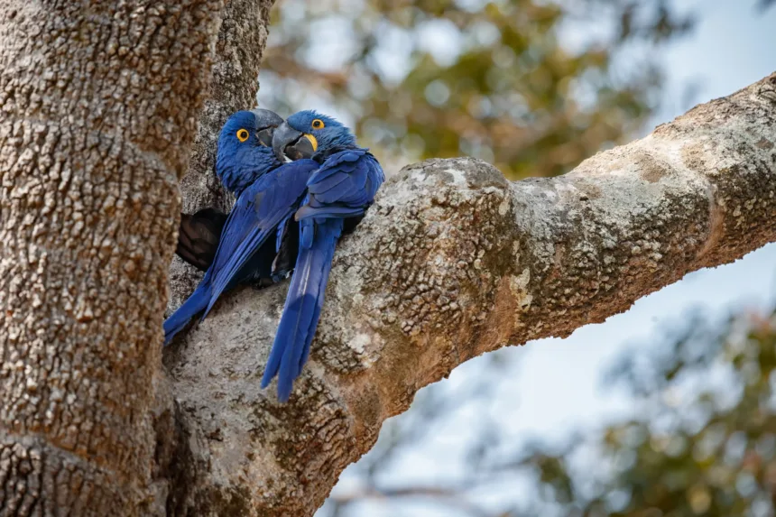 Tráfico de animais silvestres no Brasil