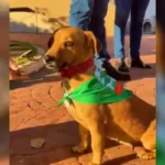 Projeto de proteção de animais na Romaria de Trindade