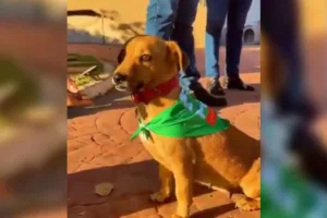 Projeto de proteção de animais na Romaria de Trindade