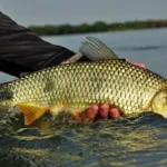 Peixes permitidos na pesca Araguaia 2026