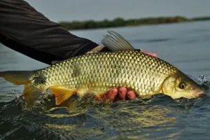 Peixes permitidos na pesca Araguaia 2026