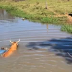Boi de comitiva resgatado após cair em rio durante romaria