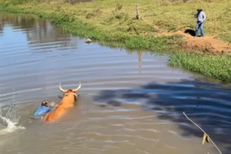 Boi de comitiva resgatado após cair em rio durante romaria