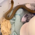 Serpente capturada por bombeiros em máquina de lavar