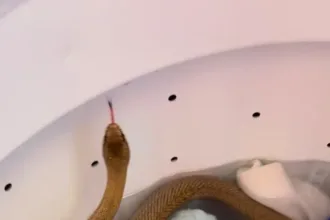 Serpente capturada por bombeiros em máquina de lavar