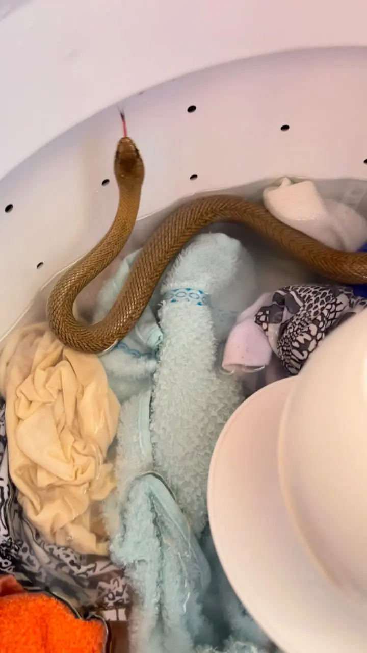 Serpente capturada por bombeiros em máquina de lavar