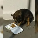 Resgate de cachorro em piscina por PMs em Goiânia