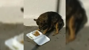 Resgate de cachorro em piscina por PMs em Goiânia