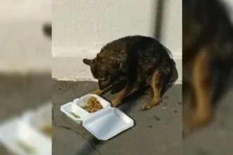 Resgate de cachorro em piscina por PMs em Goiânia