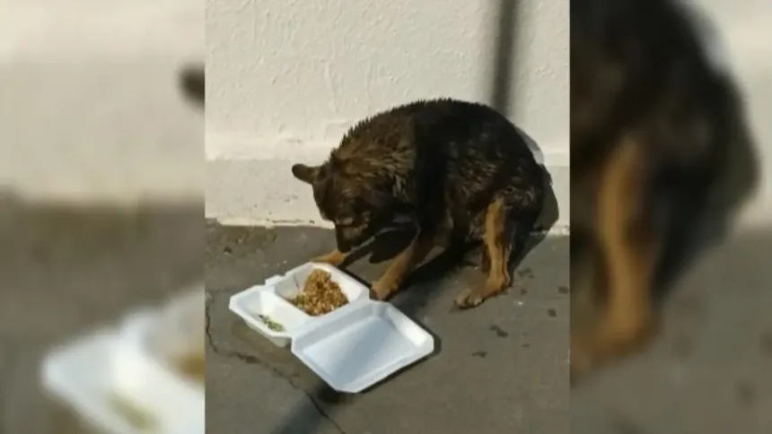 Resgate de cachorro em piscina por PMs em Goiânia
