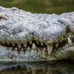 Crocodilo mata turista em praia no México