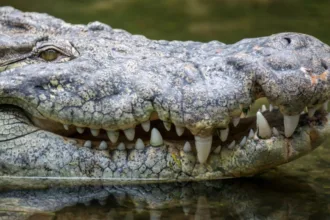 Crocodilo mata turista em praia no México