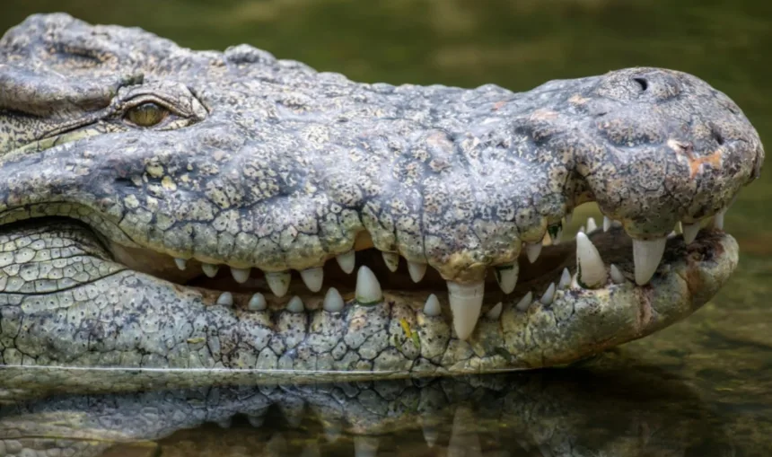 Crocodilo mata turista em praia no México