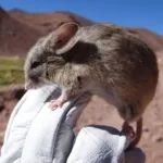 Camundongo-orelhudo-andino em seu habitat natural nos Andes