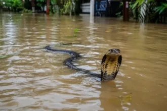 Cobras venenosas na China após inundação