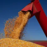 Milho safrinha em Goiás com queda na produção agrícola
