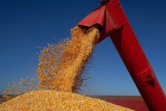 Milho safrinha em Goiás com queda na produção agrícola