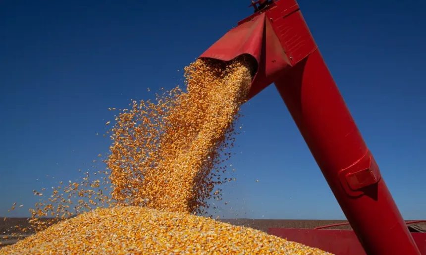 Milho safrinha em Goiás com queda na produção agrícola