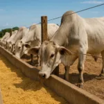 Queda do milho em Goiás impacta cadeia da carne