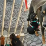 reencontro-entre-cadela-e-filhote-emociona-internautas-nas-redes;-assista-ao-video