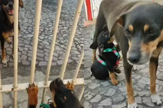 reencontro-entre-cadela-e-filhote-emociona-internautas-nas-redes;-assista-ao-video