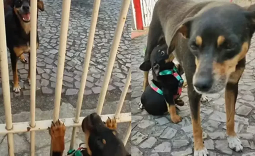 reencontro-entre-cadela-e-filhote-emociona-internautas-nas-redes;-assista-ao-video