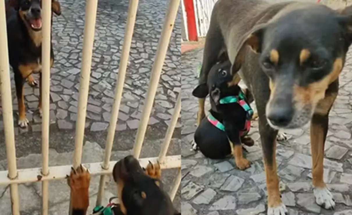Reencontro entre cadela e filhote emociona internautas nas redes; assista ao vídeo