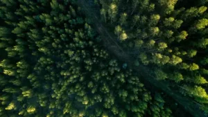 Redução da proteção da floresta na Amazônia