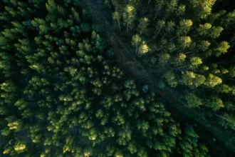 Redução da proteção da floresta na Amazônia