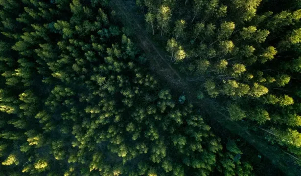 Redução da proteção da floresta na Amazônia
