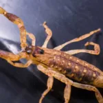 Escorpiões encontrados no Hospital São Paulo em sala de esterilização
