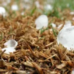 Tempestades no Rio Grande do Sul com granizo e ventos fortes
