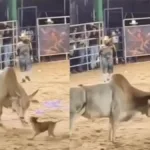 Cachorro caramelo desafia touro em rodeio de Rialma