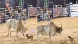 Cachorro caramelo desafia touro em rodeio de Rialma