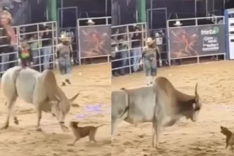 Cachorro caramelo desafia touro em rodeio de Rialma