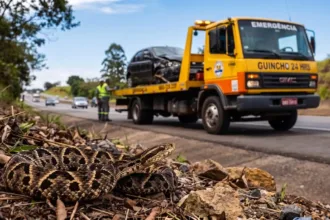 Motorista picado por cobra em acidente de trabalho
